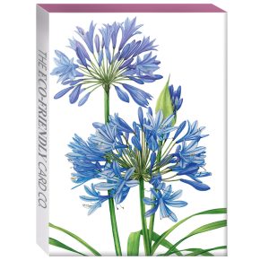 Mini kaarten box Agapanthus