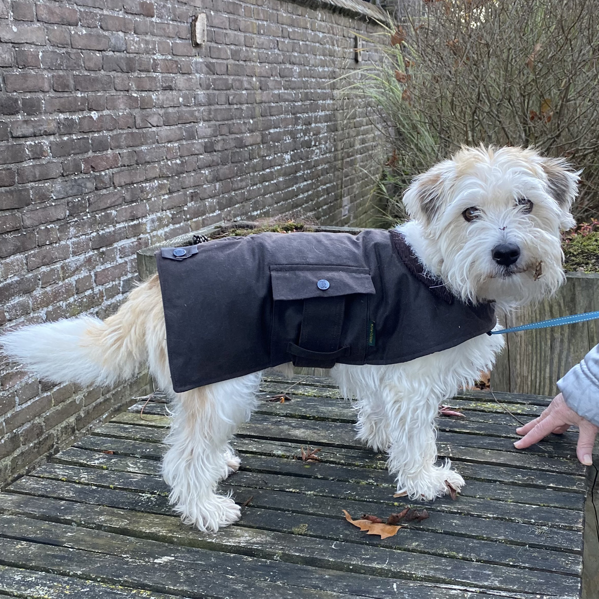 Waxjas Hond - Afbeelding 3